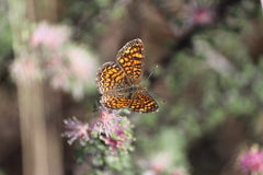 Phyciodes graphica graphica