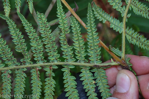 South Asian bracken