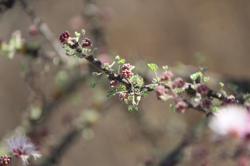 Image of Mimosa zygophylla by (c) José Belem Hernández Díaz, some rights reserved (CC BY)