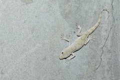 Mediodactylus russowii
