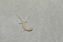 Mediodactylus russowii