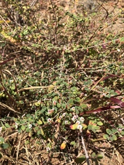 Euphorbia magdalenae