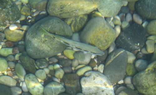 Dash-and-dot Goatfish