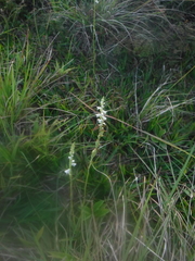 Spiranthes torta