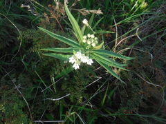 Asclepias nivea