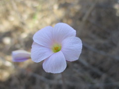 Oxalis lateriflora
