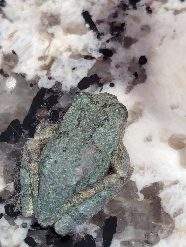 Gray Treefrog Species Complex from Arnold, MO, USA on December 7, 2023 ...