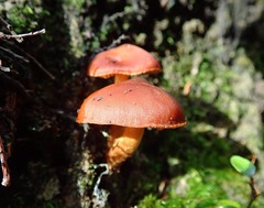 Aureonarius eucollybianus