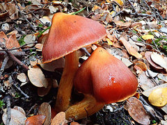Aureonarius eucollybianus