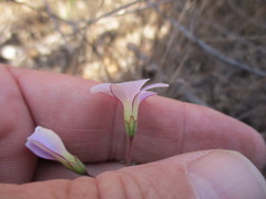 Oxalis lateriflora
