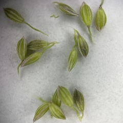 False Couch Finger Grass