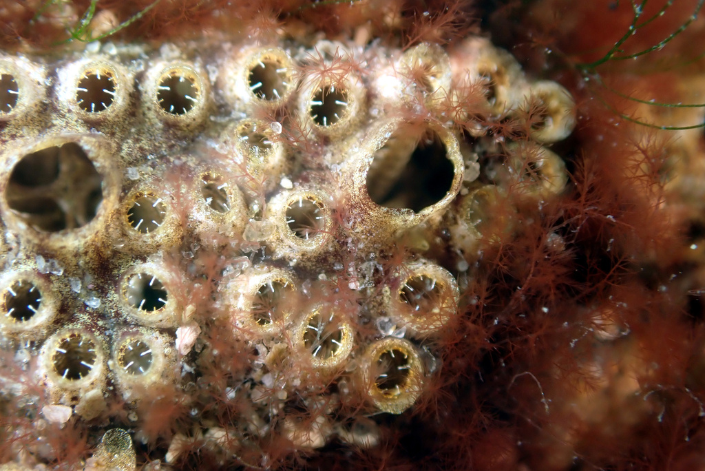 Botrylloides giganteus