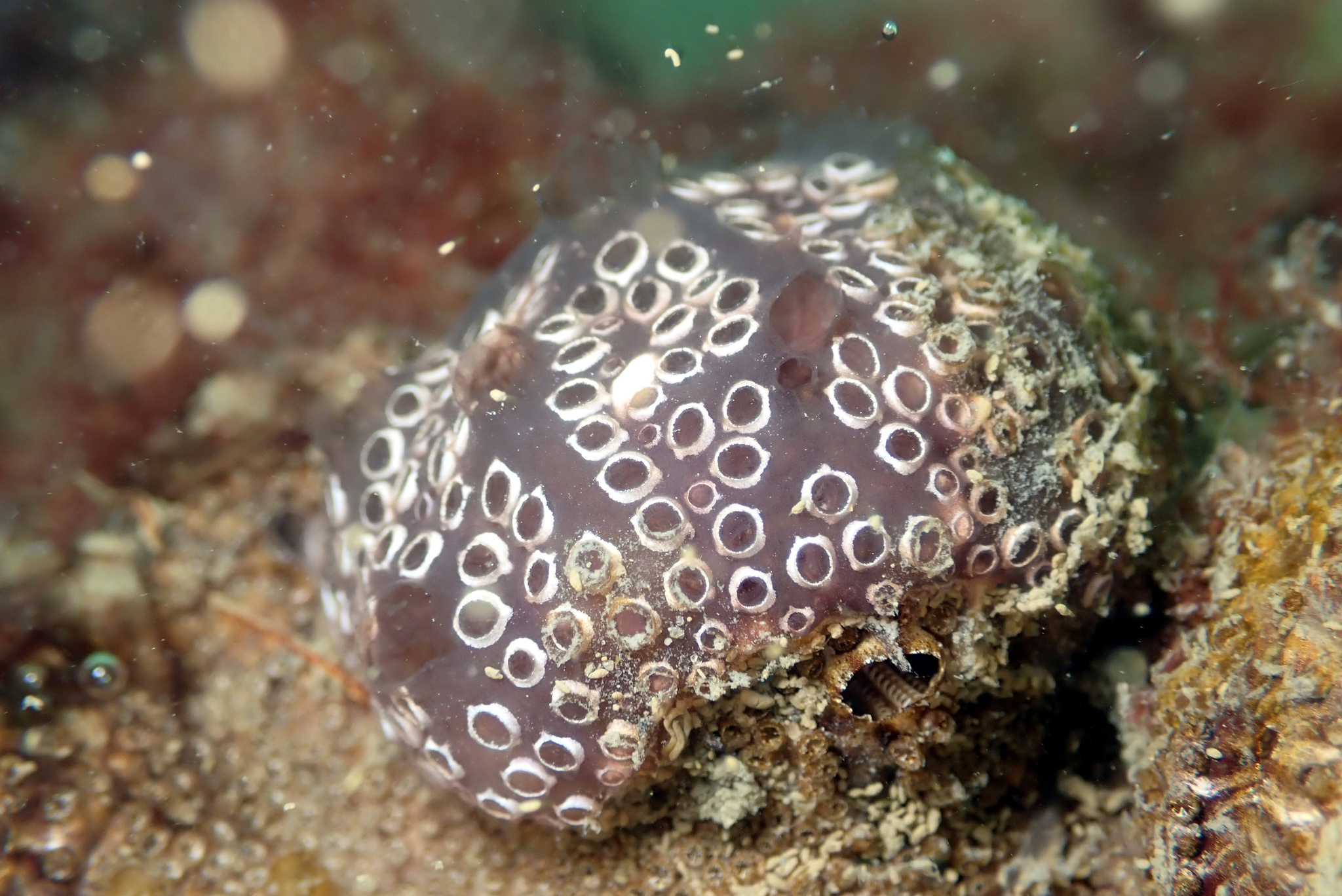Distaplia bermudensis Van Name, 1902
