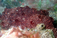 Ascidian photo 3
