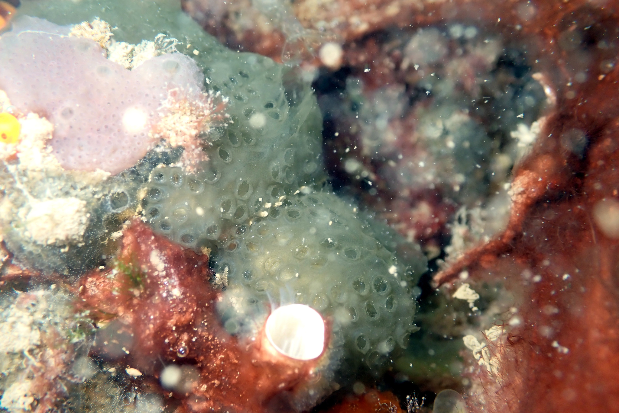 Distaplia bermudensis Van Name, 1902