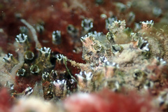 Ascidian photo 4