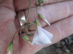 Oxalis lateriflora