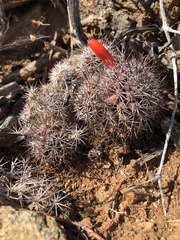 Mammillaria schumannii