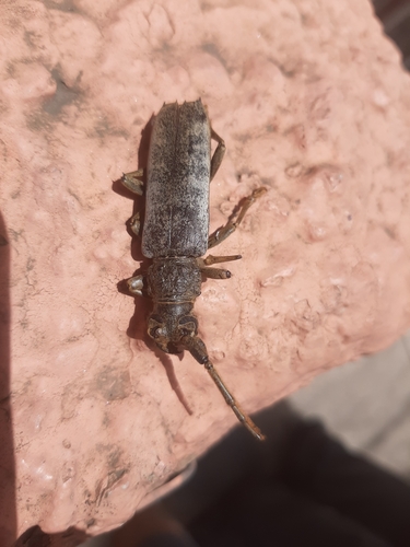 Praxithea thomsonii