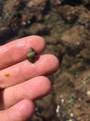 Paciocinebrina circumtexta