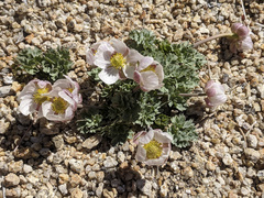 Ranunculus andersonii