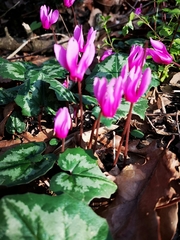 Cyclamen repandum
