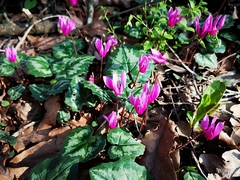 Cyclamen repandum