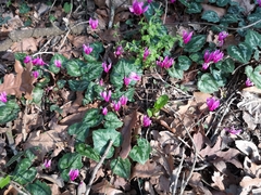 Cyclamen repandum