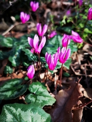 Cyclamen repandum