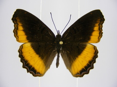 Eurytela dryope dryope