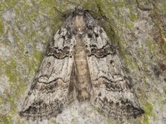 Bycombia verdugoensis
