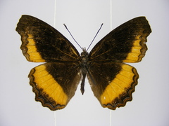 Eurytela dryope dryope