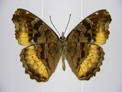 Eurytela dryope dryope