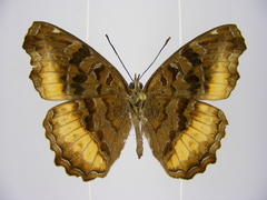 Eurytela dryope dryope