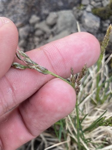Shortleaf Hairgrass (Deschampsia brevifolia)