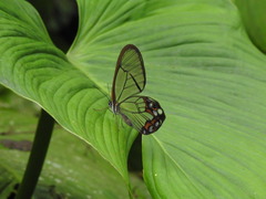 Pseudohaetera hypaesia