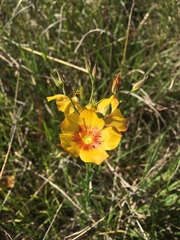 Linum rigidum
