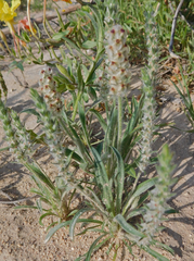 Plantago patagonica