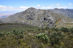 Protea aurea aurea × punctata