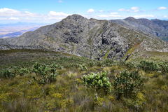 Protea aurea aurea × punctata
