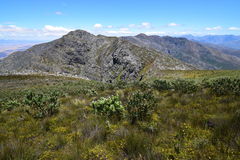 Protea aurea aurea × punctata