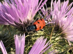 Trichodes octopunctatus