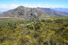 Protea aurea aurea × punctata