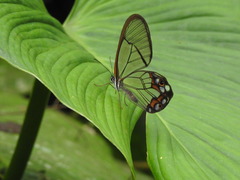 Pseudohaetera hypaesia