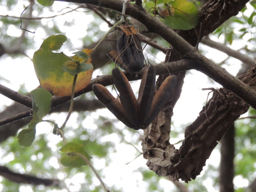 Aristolochia esperanzae, photograph 1