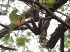Aristolochia esperanzae, photograph Tomás Tamagno, CC BY, iNaturalist via GBIF