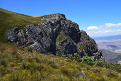 Protea aurea aurea × punctata