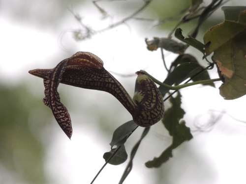 Aristolochia esperanzae