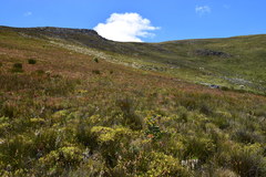 Protea aurea aurea × punctata