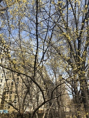 Cornus mas